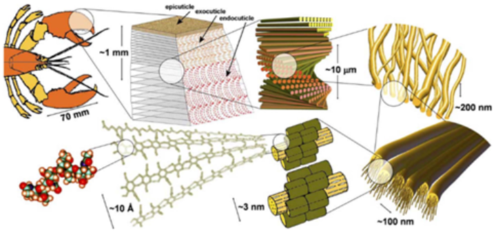 Calamitic Ionic Liquid Crystal